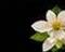JASMIN